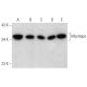 Mystique Antibody (B-8) - Western Blotting - Image 354248