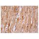 Myt 1 Antibody (G-11) - Immunohistochemistry - Image 157204