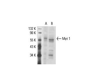 western blotting image from recommended Myt 1 (G-11) monoclonal antibody replacement. Image 17729