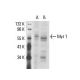 western blotting image from recommended Myt 1 (G-11) monoclonal antibody replacement. Image 17729