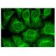 MYT1 Antibody (B-10) - Immunofluorescence - Image 315713