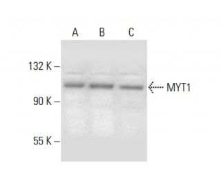 MYT1 Antibody (B-10) - Western Blotting - Image 303864Each CRISPR/Cas9 Knockout (KO) Plasmid product consists of a pool of 3 plasmids designed to ensure identification and cleavage of a specific gene for maximum knockout efficiency. Each plasmid encodes a unique 20 nt sequence derived from the GeCKO (v2) library.