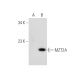 MZT2A/B Antibody (B-10) - Western Blotting - Image 320942