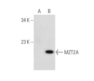 MZT2A/B Antibody (B-10) - Western Blotting - Image 320942Each CRISPR/Cas9 Knockout (KO) Plasmid product consists of a pool of 3 plasmids designed to ensure identification and cleavage of a specific gene for maximum knockout efficiency. Each plasmid encodes a unique 20 nt sequence derived from the GeCKO (v2) library. 