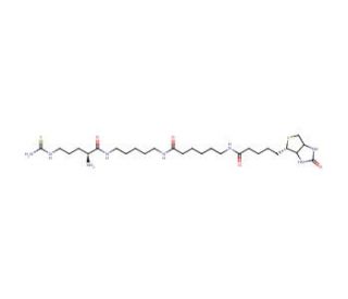 N-(6-Biotinamidohexanoyl)-N&prime;-D-thiocitrullinyl-pentamethylenediamine - chemical structure image