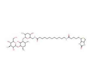 N-Biotinyl-12-aminododecanoyltobramycin Amide (CAS 419573-20-9) - chemical structure image