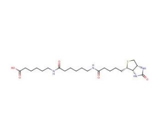 N-Biotinylcaproylaminocaproic Acid (CAS 89889-51-0) - chemical structure image