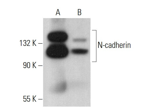 n-cadherin-antibody-8c11-