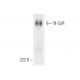 western blotting image from recommended N-CoR (F-1) monoclonal antibody replacement. Image 382026