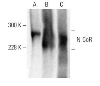 N-CoR Antibody (E-6) - Western Blotting - Image 397376