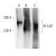 N-CoR Antibody (E-6) - Western Blotting - Image 397376
