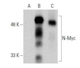 western blotting image from recommended N-Myc (B8.4.B) monoclonal antibody replacement. Image 359551