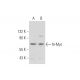 N-Myc Antibody (C-4) - Western Blotting - Image 344121