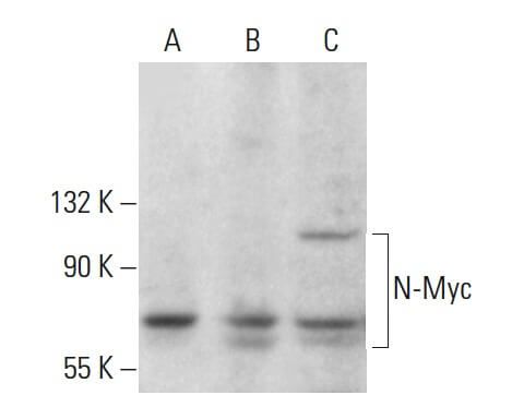 N Myc Antibody C 4 SCBT Santa Cruz Biotechnology