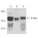 N-Myc Antibody (NCM II 100) - Western Blotting - Image 15560 