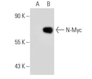 N-Myc Antibody (NMYC-1) - Western Blotting - Image 40796 