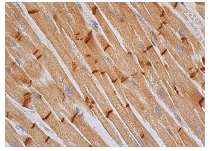 Anti-N/R-cadherin Antibody (H-4) | SCBT - Santa Cruz Biotechnology