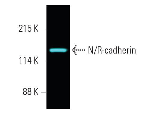 N/R-cadherin Antibody (H-4) | SCBT - Santa Cruz Biotechnology