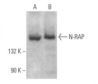 N-RAP Antibody (H-5) - Western Blotting - Image 371955 