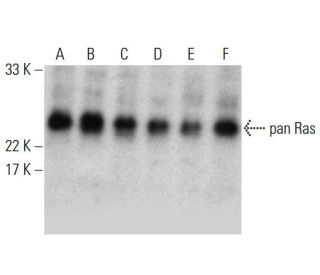 western blotting image from recommended pan Ras (C-4) monoclonal antibody replacement. Image 380965