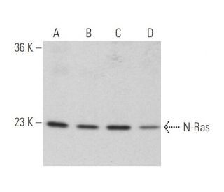 N-Ras Antibody (F155) - Western Blotting - Image 4197 