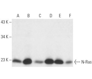 N-Ras Antibody (F155) - Western Blotting - Image 10314