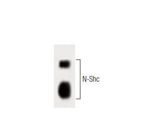 N-Shc Antibody (23) - Western Blotting - Image 60370 