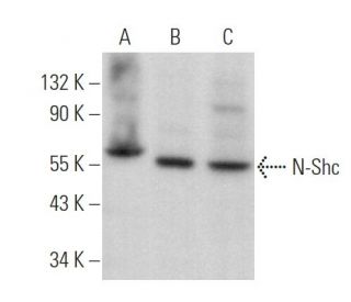 N-Shc Antibody (H-7) - Western Blotting - Image 369966 