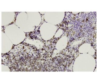 N-SMase Antibody (56-7) - Immunohistochemistry - Image 36085 