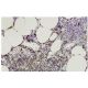 N-SMase Antibody (56-7) - Immunohistochemistry - Image 36085 