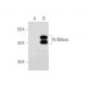 N-SMase Antibody (56-7) - Western Blotting - Image 68314