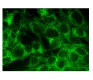 N-SMase Antibody (B-1) - Immunofluorescence - Image 282718 