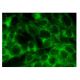 N-SMase Antibody (B-1) - Immunofluorescence - Image 282718 