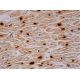 N-SMase Antibody (B-1) - Immunohistochemistry - Image 293313 