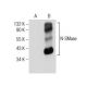 N-SMase Antibody (B-1) - Western Blotting - Image 281809
