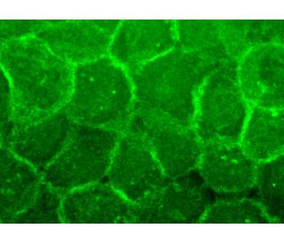N-SMase2 Antibody (G-6) | SCBT - Santa Cruz Biotechnology