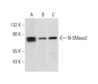 N-SMase2 Antibody (G-6) - Western Blotting - Image 312779 