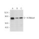 western blotting image from recommended N-SMase2 (G-6) monoclonal antibody replacement. Image 312779