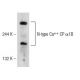 N-type Ca++ CP α1B Antibody (A-11) - Western Blotting - Image 146778