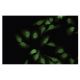 N-WASP Antibody (93-W) - Immunofluorescence - Image 35746 