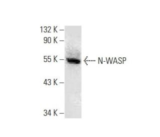 western blotting image from recommended N-WASP (C-1) monoclonal antibody replacement. Image 133412