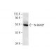 western blotting image from recommended N-WASP (C-1) monoclonal antibody replacement. Image 133412