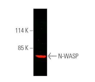 N-WASP Antibody (C-1) - Western Blotting - Image 389773 