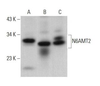 N6AMT2 Antibody (H-3) - Western Blotting - Image 378542 