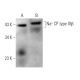 Na+ CP type IIIβ Antibody (C-11) - Western Blotting - Image 371729 