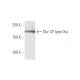Na+ CP type IXα Antibody (5A11) - Western Blotting - Image 347574 