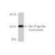 Na+ CP type IXα Antibody (5A11) - Western Blotting - Image 348836