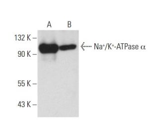 ATP1A1/ATP1A2/ATP1A3 Antibody (H-3) - Western Blotting - Image 11797 
