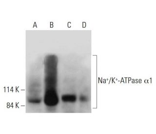 alpha 1 Sodium Potassium ATPase/ATP1A1 Antibody (C-5) - Western Blotting - Image 325169 