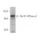 alpha 1 Sodium Potassium ATPase/ATP1A1 Antibody (C-5) - Western Blotting - Image 360916 